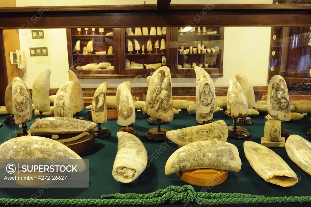 Scrimshaws are engravings on sperm-whale's teeth. Scrimshaw Museum, Peter's Cafe Sport, Horta. Faial, Azores islands, Portugal