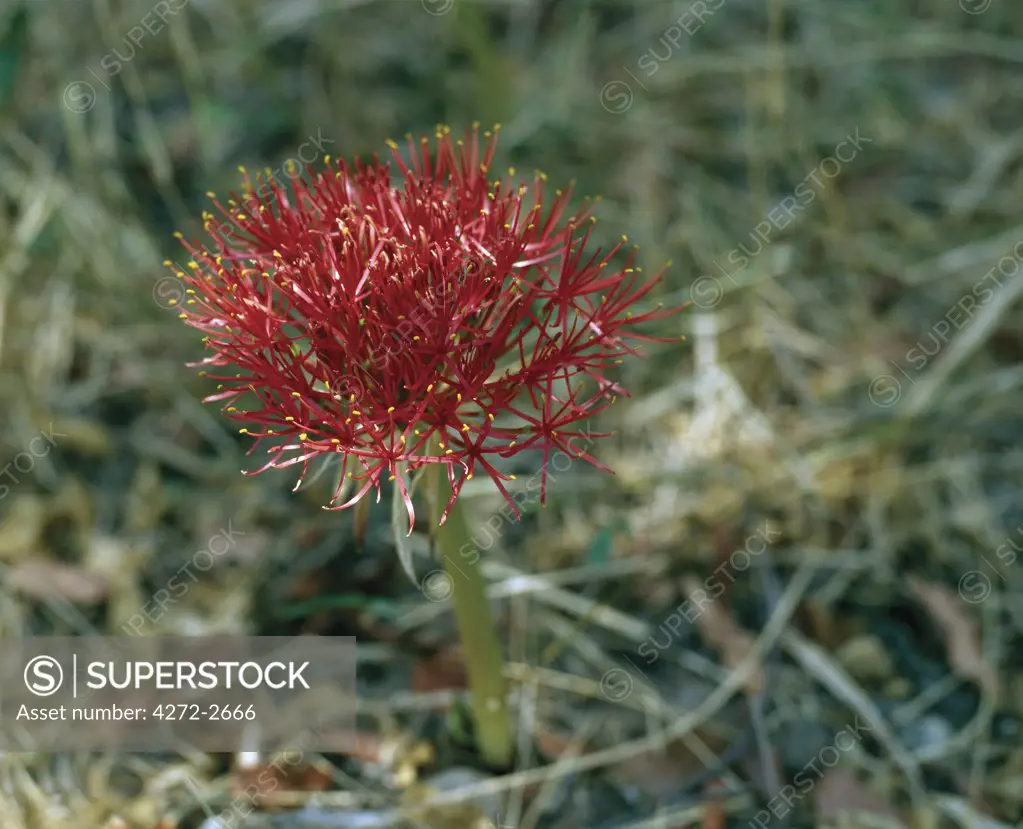 With the first rain after a long dry season the magnificent red flowers of the fireball lily, Haemanthus multiflorus, will appear in Moremi Wildlife Reserve. Their thick upright leaves will grow later.