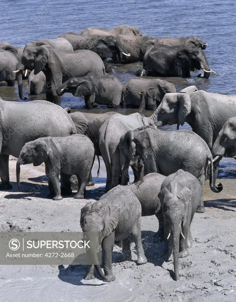A large herd of elephants drink at the Chobe River. Elephants can go several days without water but drink and bathe daily by choice. In the dry season when all the seasonal waterholes and pans have dried, thousands of wild animals converge on the Chobe River, the boundary between Botswana and Namibia.