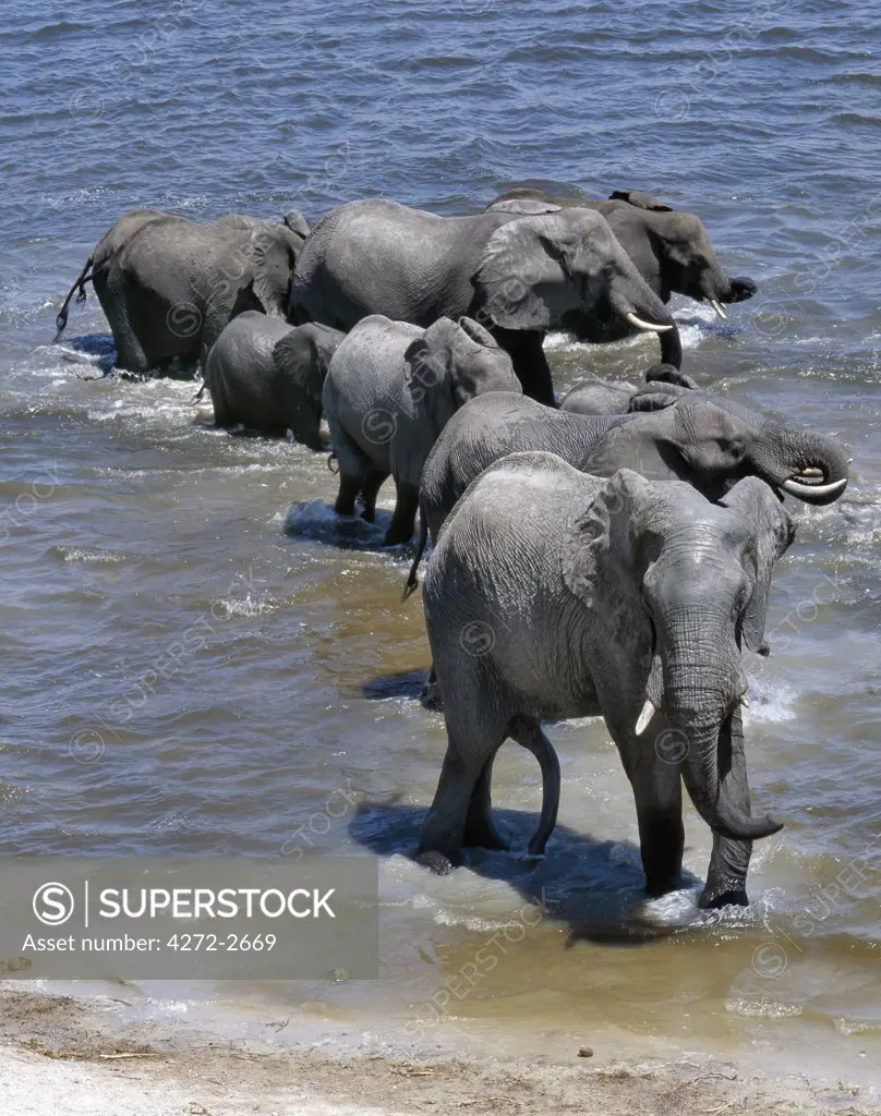 A large herd of elephants drink at the Chobe River. Elephants can go several days without water but drink and bathe daily by choice. In the dry season when all the seasonal waterholes and pans have dried, thousands of wild animals converge on the Chobe River, the boundary between Botswana and Namibia. The park is justifiably famous for its large herds of elephants and buffaloes.