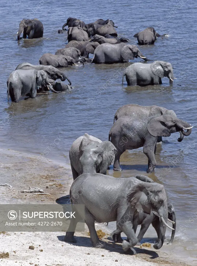 A large herd of elephants drink at the Chobe River. Elephants can go several days without water but drink and bathe daily by choice. In the dry season when all the seasonal waterholes and pans have dried, thousands of wild animals converge on the Chobe River, the boundary between Botswana and Namibia. The park is justifiably famous for its large herds of elephants and buffaloes.