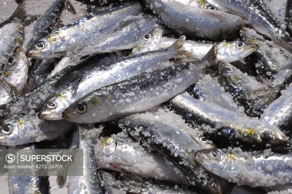 Fresh sardines. Setubal, Portugal