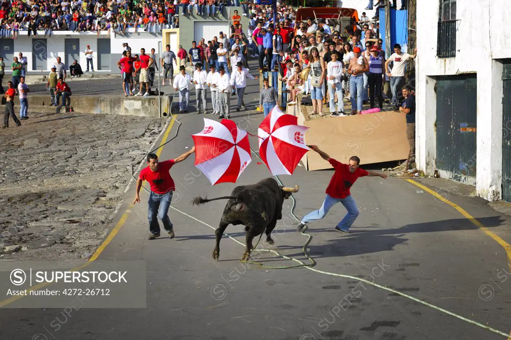 Bullfight (tourada a corda) in Porto de Pipas. Angra do Heroismo. Terceira, Azores islands, Portugal