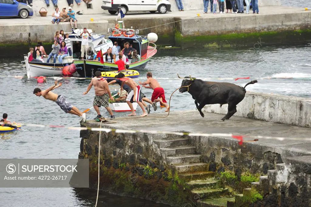 People flee the bull in a bullfight (tourada a corda) at Porto Martins. Terceira, Azores islands, Portugal