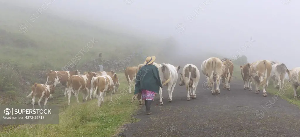In the foggy Serra Branca mountain, a shepherdess walks along a road with her cows. Graciosa, Azores islands, Portugal