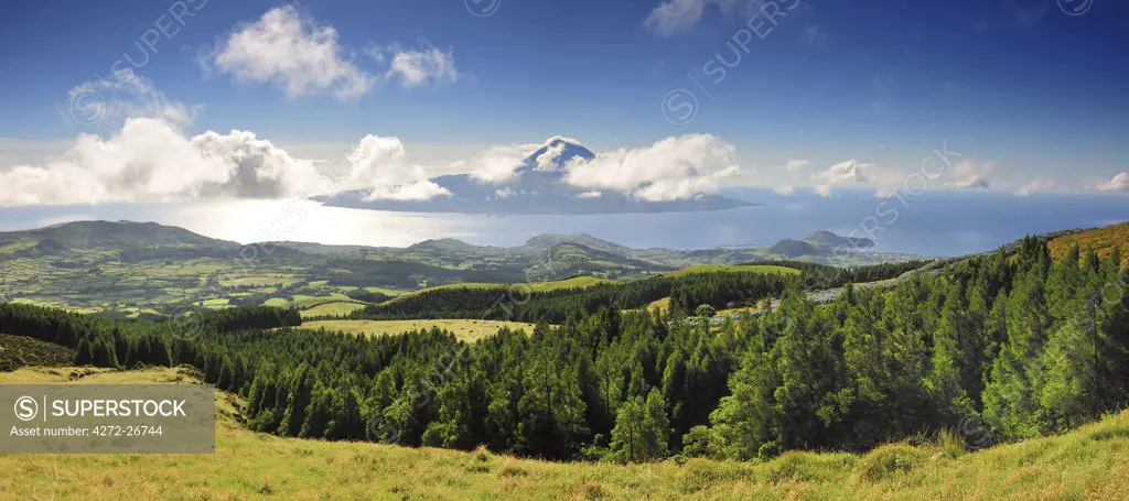 The cryptomeria's forests of Faial with the Volcano of Pico island on the horizon. Faial, Azores islands, Portugal