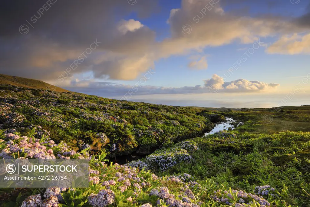Central plateau with hydrangeas at dusk. Flores, Azores islands, Portugal