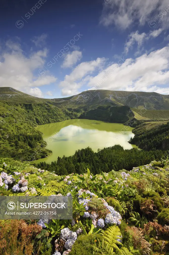 Crater lake with hydrangeas in the foreground, Caldeira Funda. Azores islands, Portugal