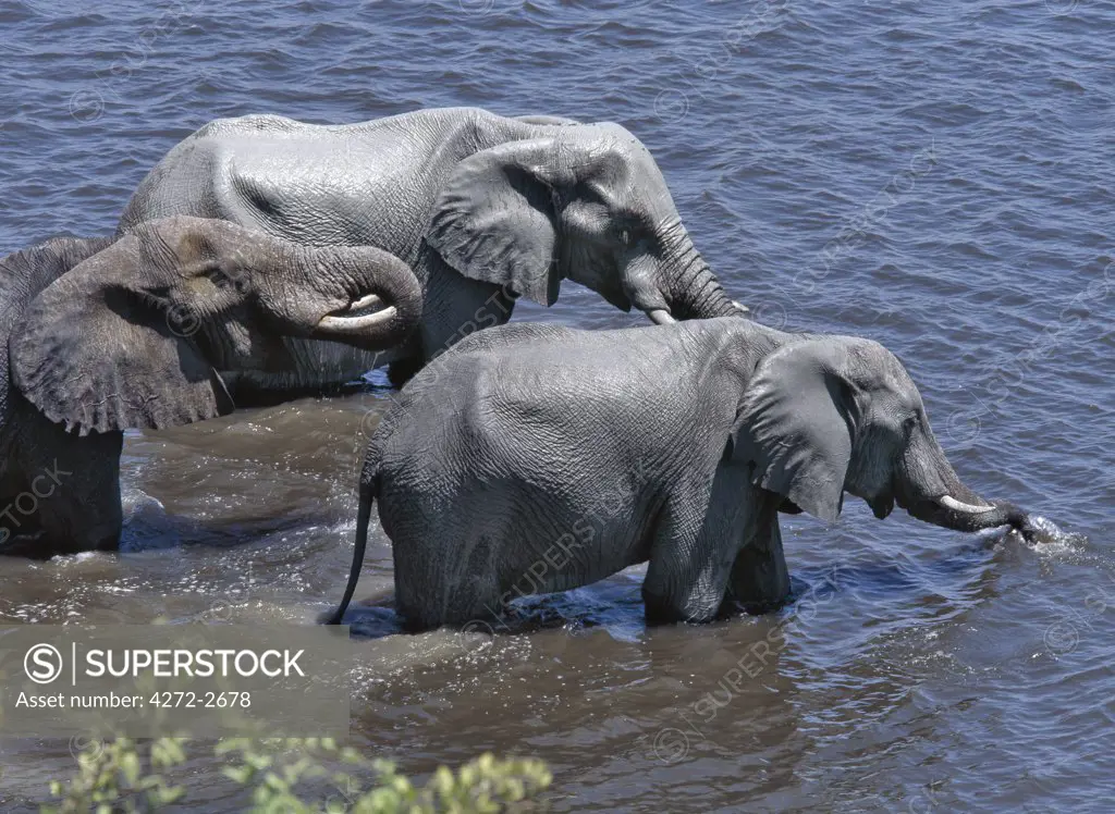 Elephants drink at the Chobe River. Elephants can go several days without water but drink and bathe daily by choice. In the dry season when all the seasonal waterholes and pans have dried, thousands of wild animals converge on the Chobe River, the boundary between Botswana and Namibia. The park is justifiably famous for its large herds of elephants and buffaloes.