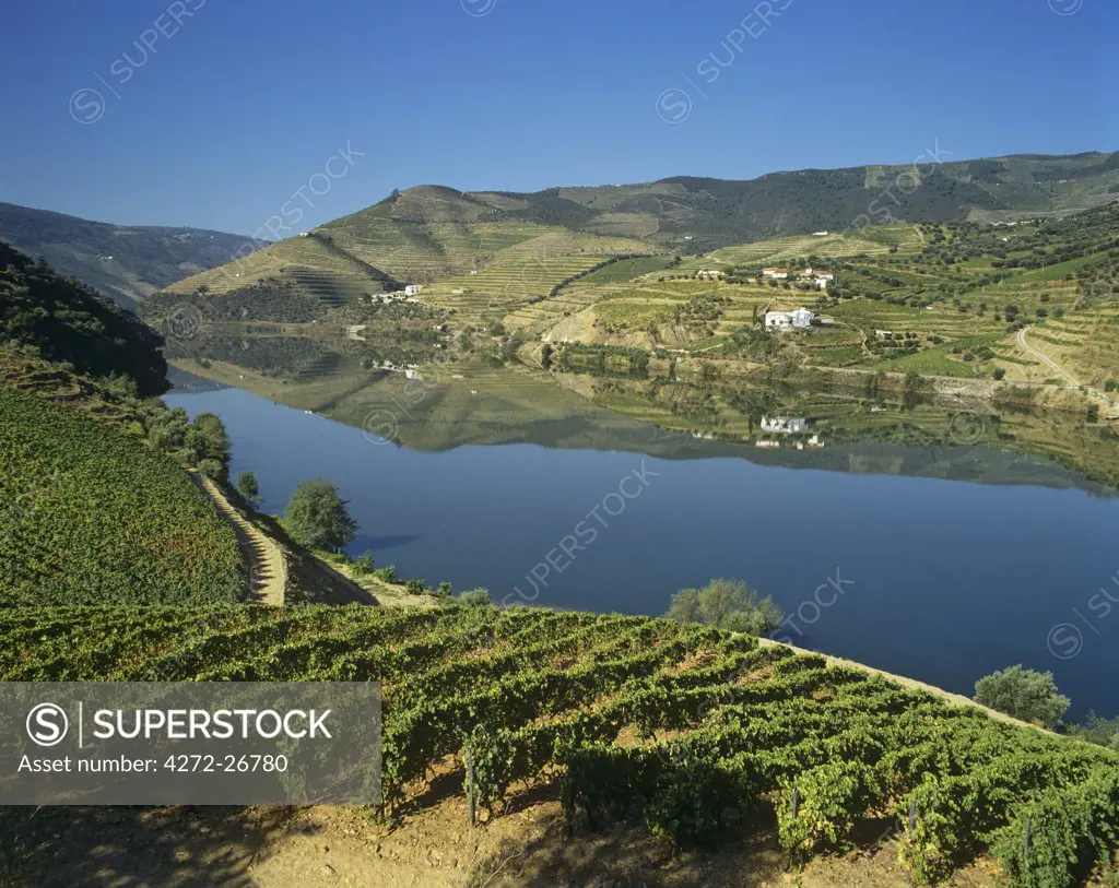 Vineyards at the Douro region, the origin of the world famous Port wine. A UNESCO World Heritage Site, Portugal