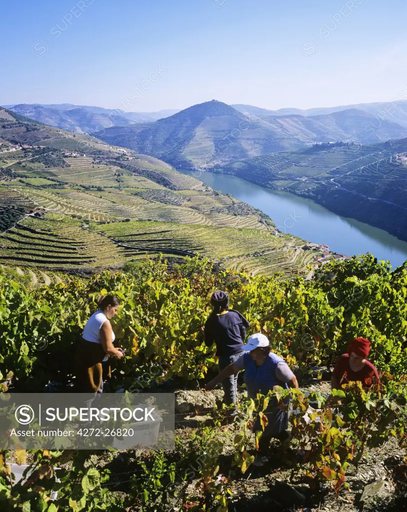 Harvest on the vineyards of Quinta do Infantado, on the Douro region, the origin of the world famous Port wine. A UNESCO World Heritage Site, Portugal