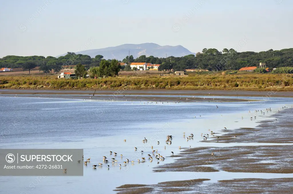 Birds and marshes in the Sado river, Setubal, Portugal
