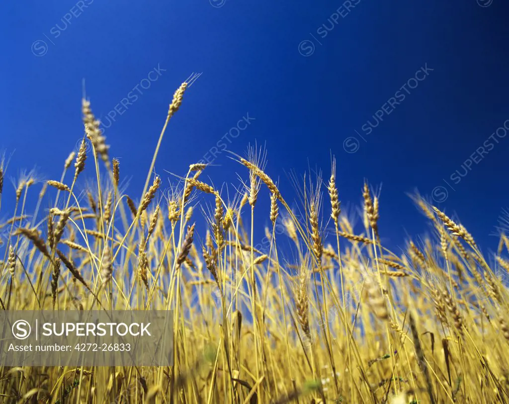 Harvest in Alentejo, Portugal