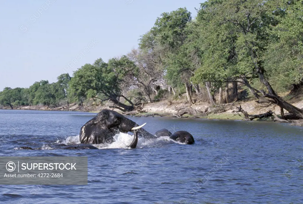 Elephants swim across the Chobe River. In the dry season when all the seasonal waterholes and pans have dried, thousands of wild animals converge on the Chobe River, the boundary between Botswana and Namibia. The park is justifiably famous for its large herds of elephants and buffaloes.