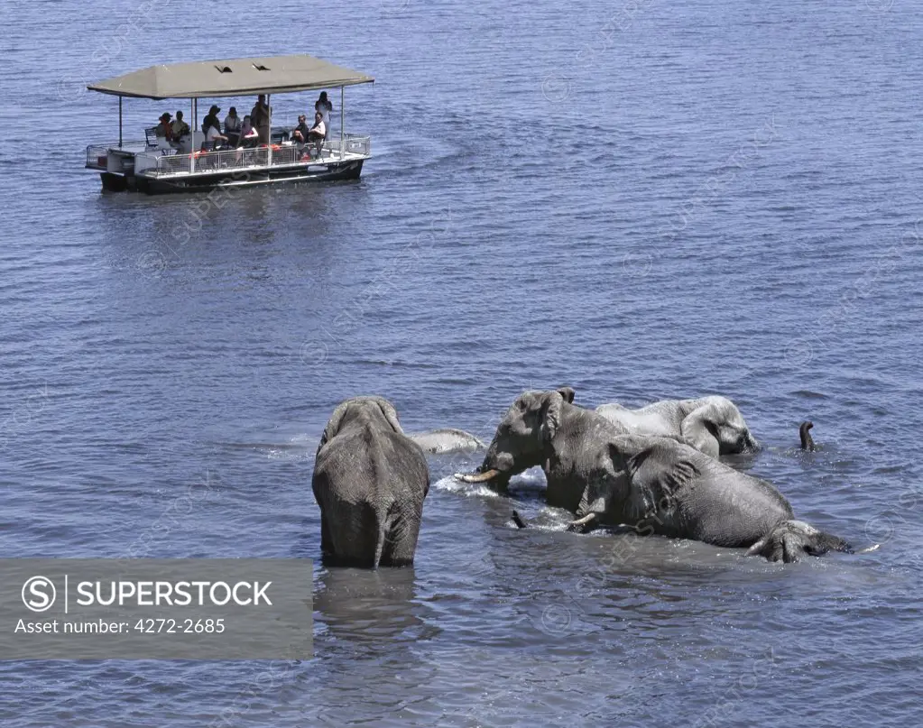 Tourists watch elephants bathing in the Chobe River. In the dry season when all the seasonal waterholes and pans have dried, thousands of wild animals converge on the Chobe River, the boundary between Botswana and Namibia. The park is justifiably famous for its large herds of elephants and buffaloes.