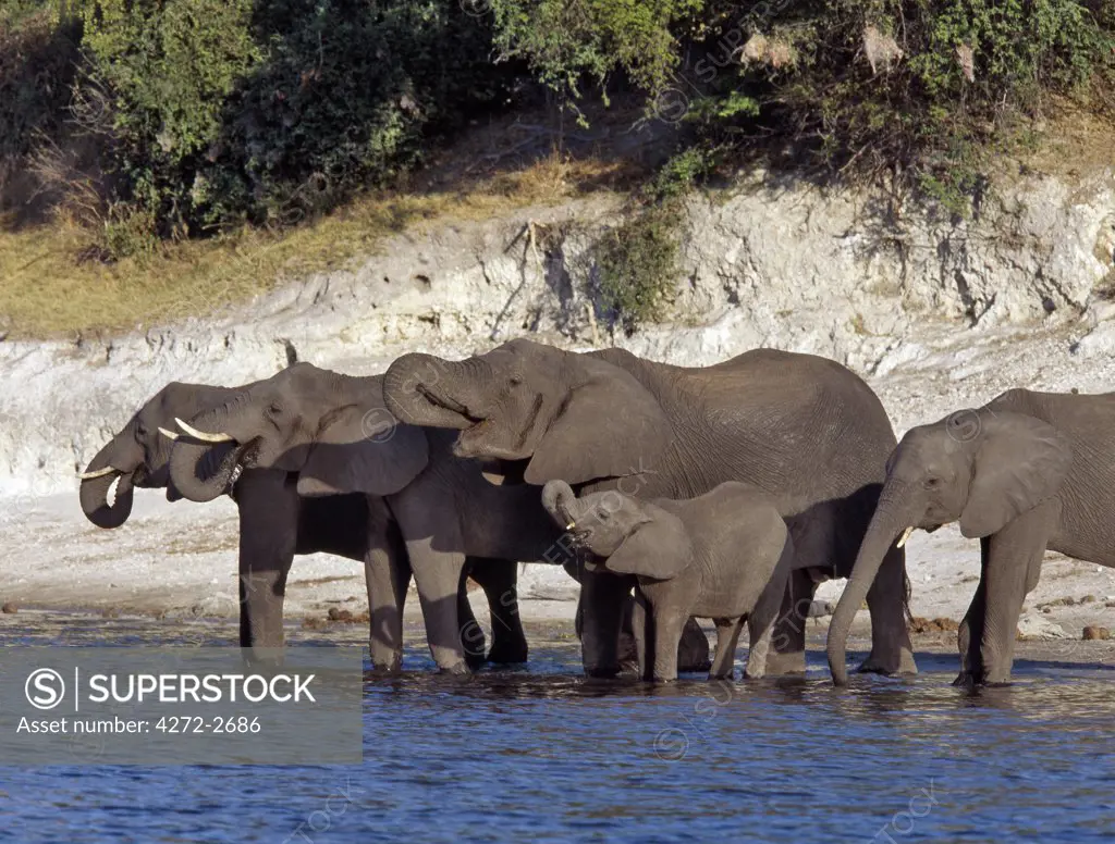 Elephants drink at the Chobe River in the late afternoon. Elephants can go several days without water but drink and bathe daily by choice. In the dry season when all the seasonal waterholes and pans have dried, thousands of wild animals converge on the Chobe River, the boundary between Botswana and Namibia.