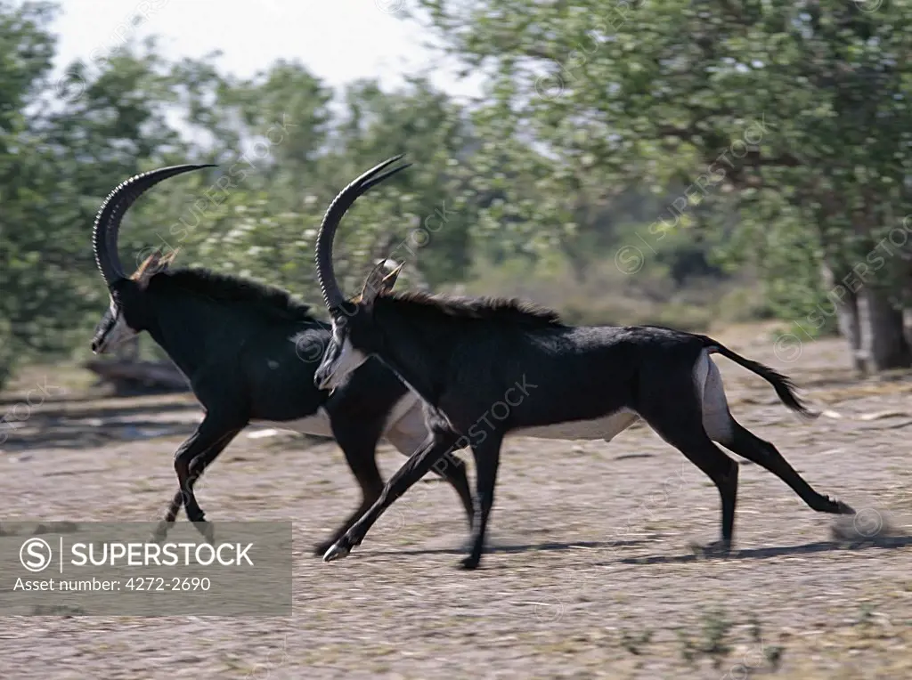 Two male Sable antelopes run across open bush country in the Chobe National Park.  With their jet-black coats, and white faces and underbellies, the Sable is one of Africa's most beautiful antelopes.