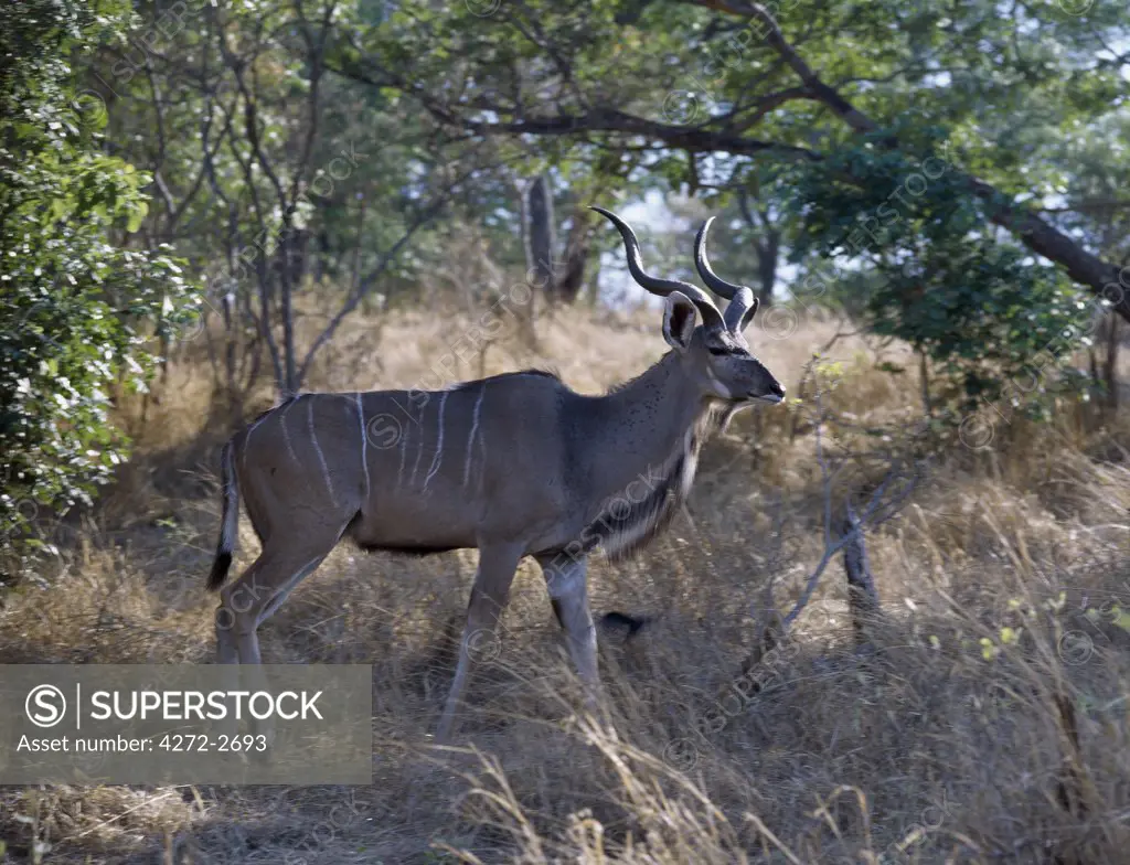 A male Greater Kudu blends into the dappled light of the riverine forest in Chobe National Park. Characterised by their magnificent double-spiralled corkscrew horns and torso stripes, these antelopes are quite common in Chobe's woodlands.