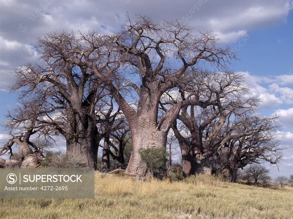 A spectacular grove of ancient baobab trees, known as Baines Baobabs, perches on the eastern edge of the Kudiakam Pan in the Nxai Pan National Park.