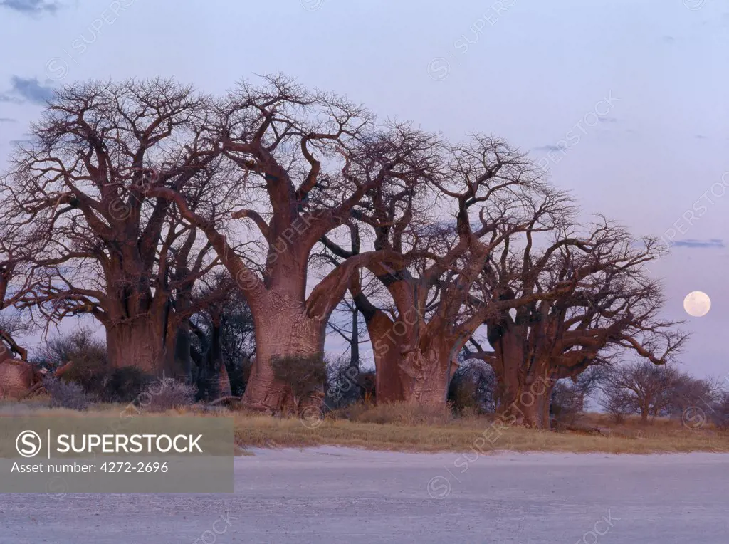 A full moon rises over a spectacular grove of ancient baobab trees, known as Baines Baobabs, which perches on the eastern edge of the Kudiakam Pan in the Nxai Pan National Park.