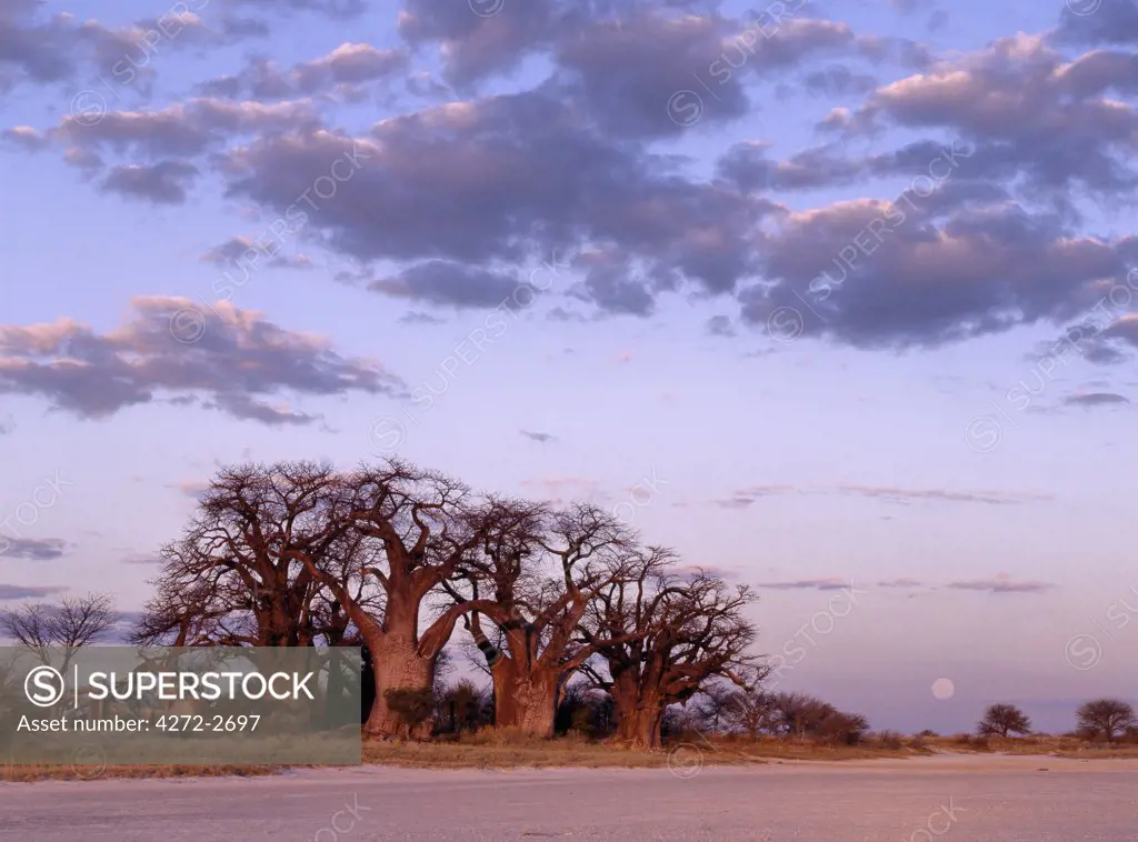 A full moon rises over a spectacular grove of ancient baobab trees, known as Baines Baobabs, which perches on the eastern edge of the Kudiakam Pan in the Nxai Pan National Park.
