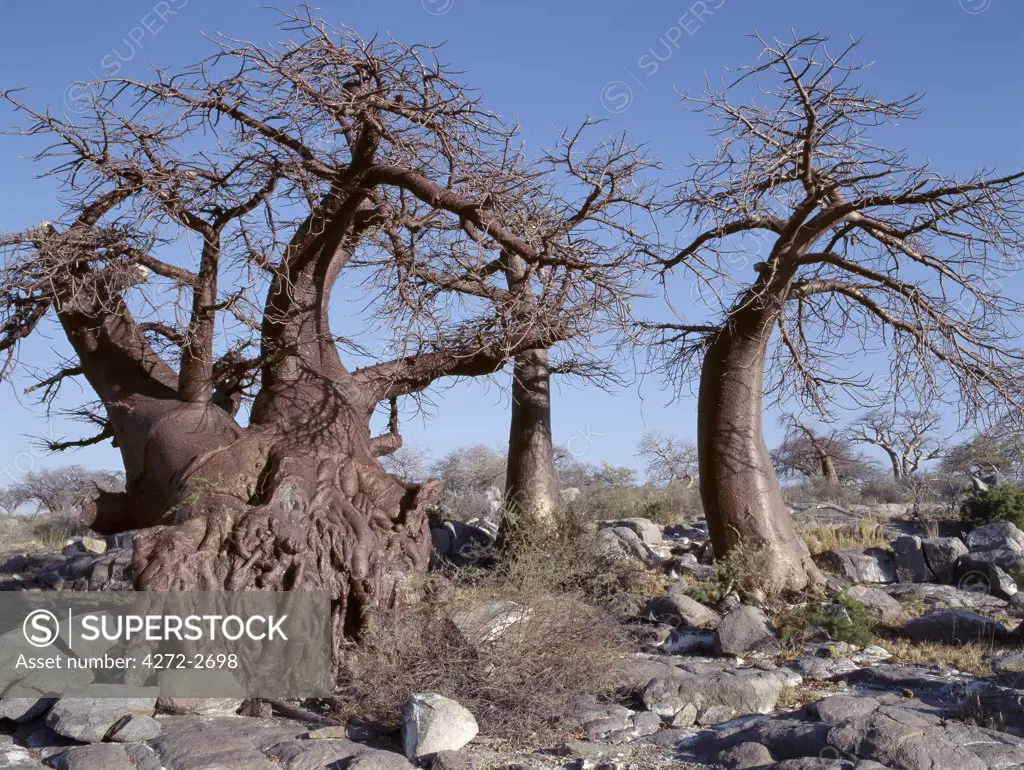 Gnarled baobab trees at Kubu Island on the edge of the Sowa Pan, the eastern of two huge salt pans comprising the immense Makgadikgadi region of the Northern Kalahari one of the largest expanses of salt pans in the world.