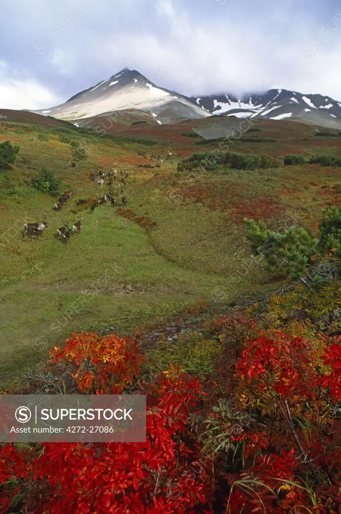 Russia, Kamchakta. Reindeer in the autumn tundra, Kamchatka, Russian Far East