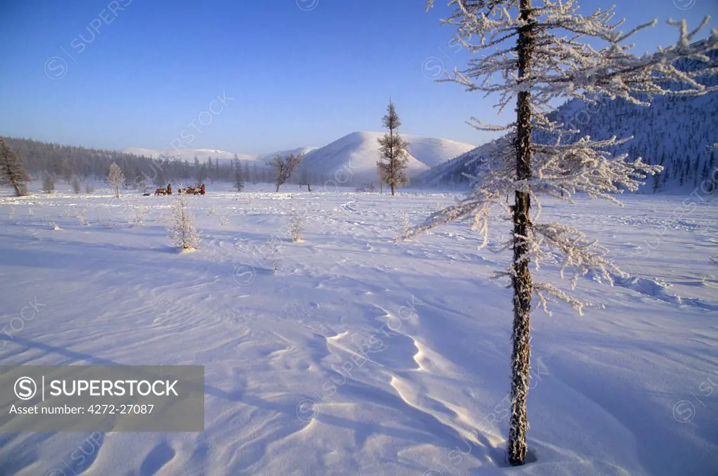 Russia, Kamchakta. Reindeer and herders crossing the winter tundra, Ayanka, Kamchatka, Russian Far East