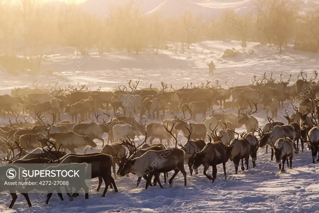Russia, Kamchakta. Herding reindeer across the winter tundra, Palana, Kamchatka, Russian Far East