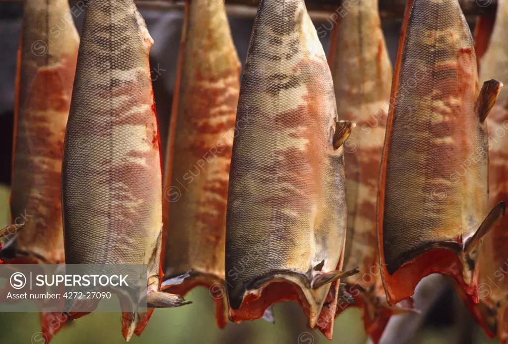 Russia, Kamchakta. Drying salmon, Khailino, Kamchatka, Russian Far East