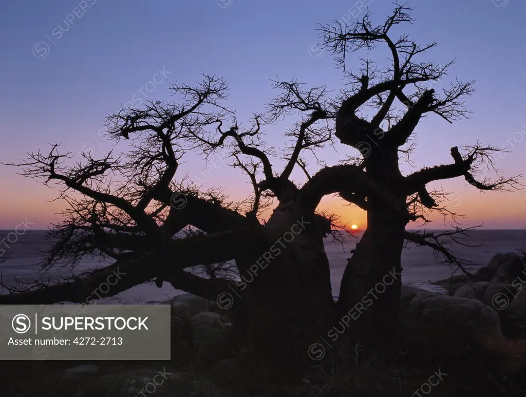 A gnarled baobab tree grows among rocks at Kubu Island on the edge of the Sowa Pan. This pan is the eastern of two huge salt pans comprising the immense Makgadikgadi region of the Northern Kalahari one of the largest expanses of salt pans in the world.