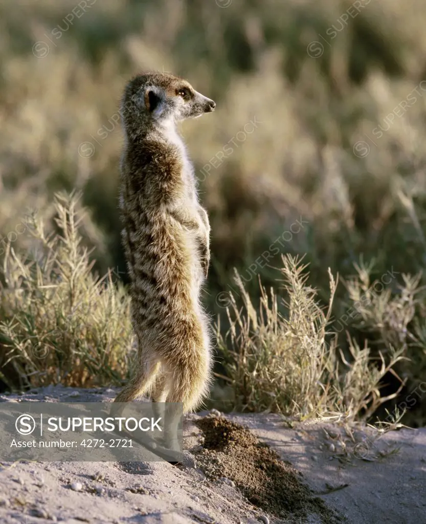 A meerkat on the edge of the Ntwetwe salt pan in the Northern Kalahari. These unusual looking social mongooses inhabit dry, open country with hard ground, such as alkaline salt pans.