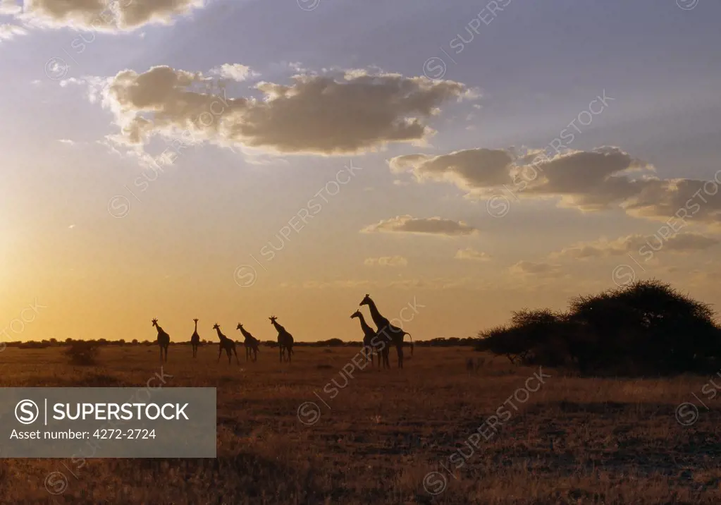 Silhouettes of Savannah Giraffes at sunrise in the Nxai Pan National Park. Situated to the north of the Mkgadikgadi Pans, this 2,658 square kilometre park is flat and featureless but, after rain, its open grasslands sustain a large transient wildlife population.