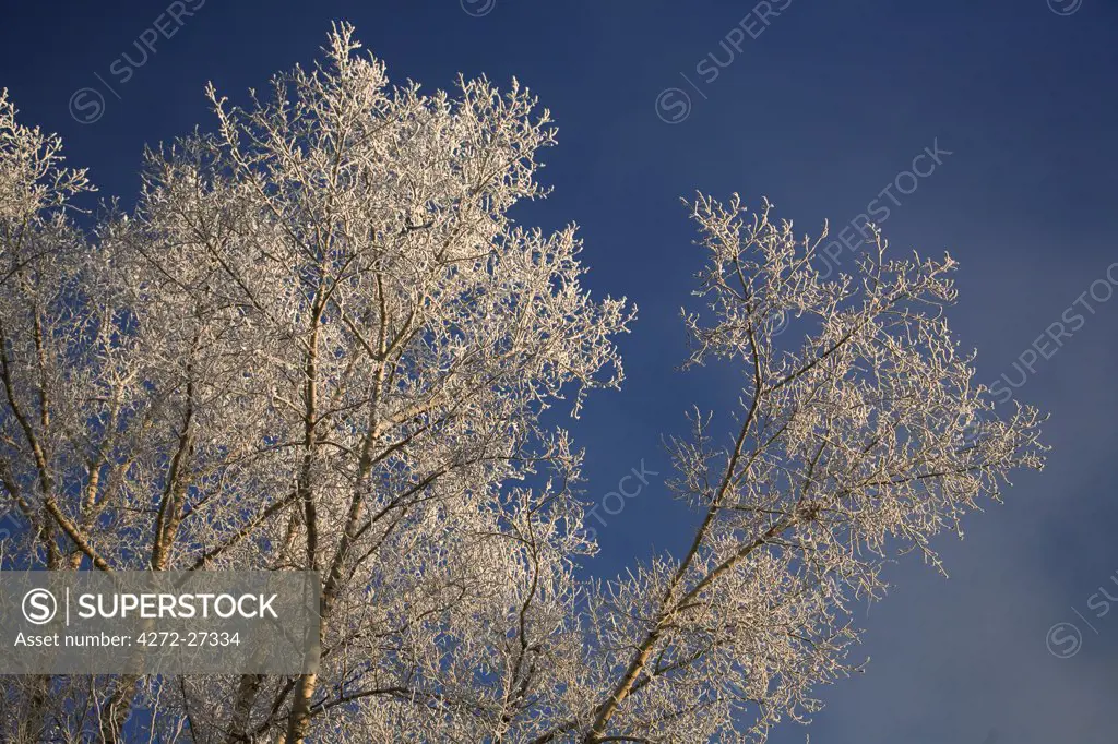 Russia; Siberia; Irkutsk; A tree covered in frost