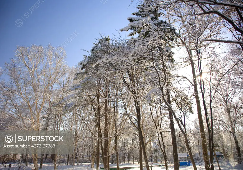 Russia, Far East, Sakhalin; Yuzhno-Sakhalinsk; Trees covered in snow in the main park of the city