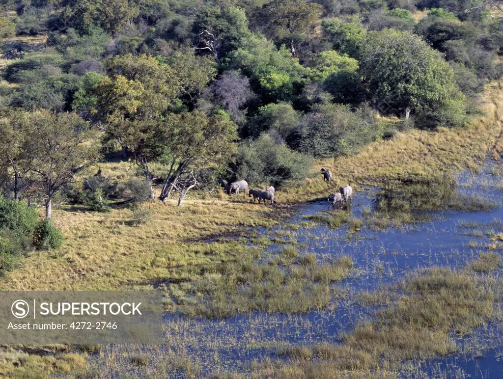 A small herd of elephants drink from a flooded tributary of the Okavango River in the Okavango Delta of northwest Botswana.