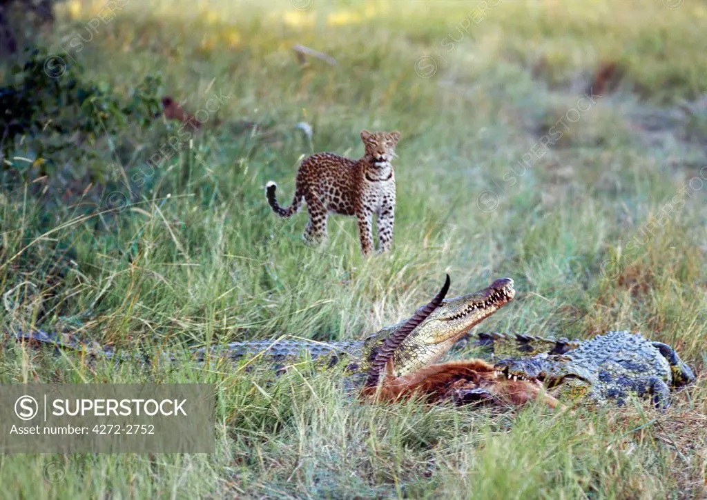 A female leopard watches helplessly from a distance as two large Nile crocodiles devour the remains of her kill a Red Lechwe antelope in Moremi Wildlife Reserve.