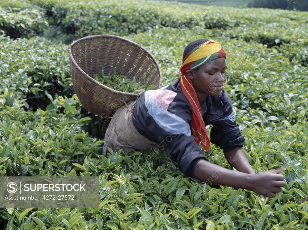 A tea picker in Southwest Rwanda.  Abundant rain and fertile soil give farmers ideal tea-growing conditions in northwest and southwest Rwanda where very high quality tea is produced.Often referred to as the country of a thousand hills, Rwanda has a magnificent mountainous landscape on the eastern rim of the Albertine Rift Valley.