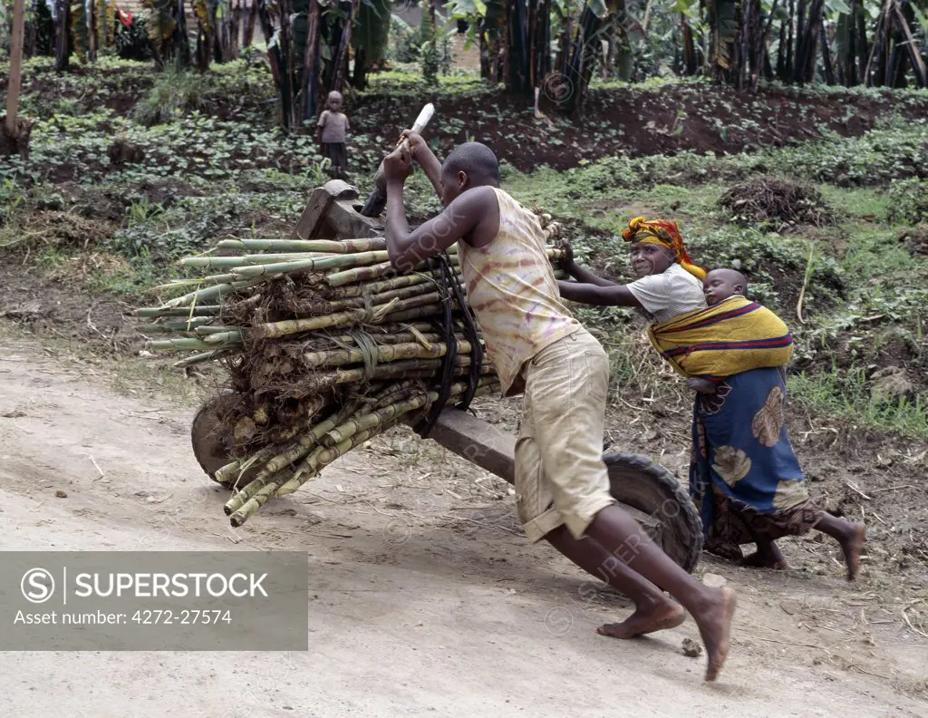 A young man and his wife push a homemade wooden bicycle to market loaded with sugar cane.  Sturdy wooden bicycles are used throughout the Great Lakes Region of Central Africa to carry loads up to 400 kgs.