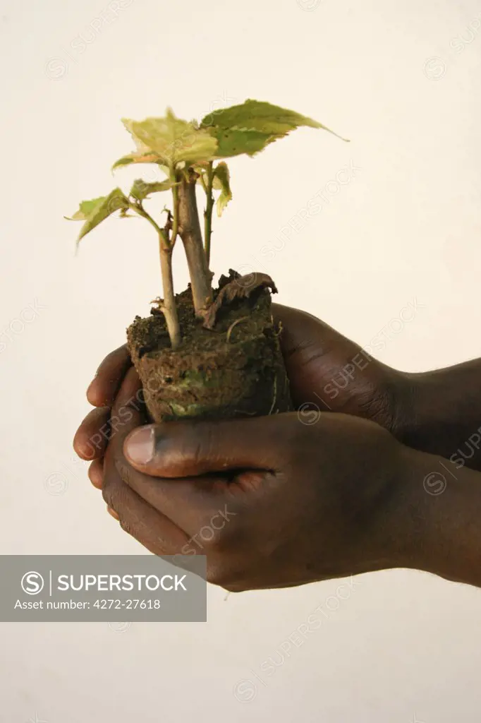 A horticulturalist holds a young tree at a nursery.