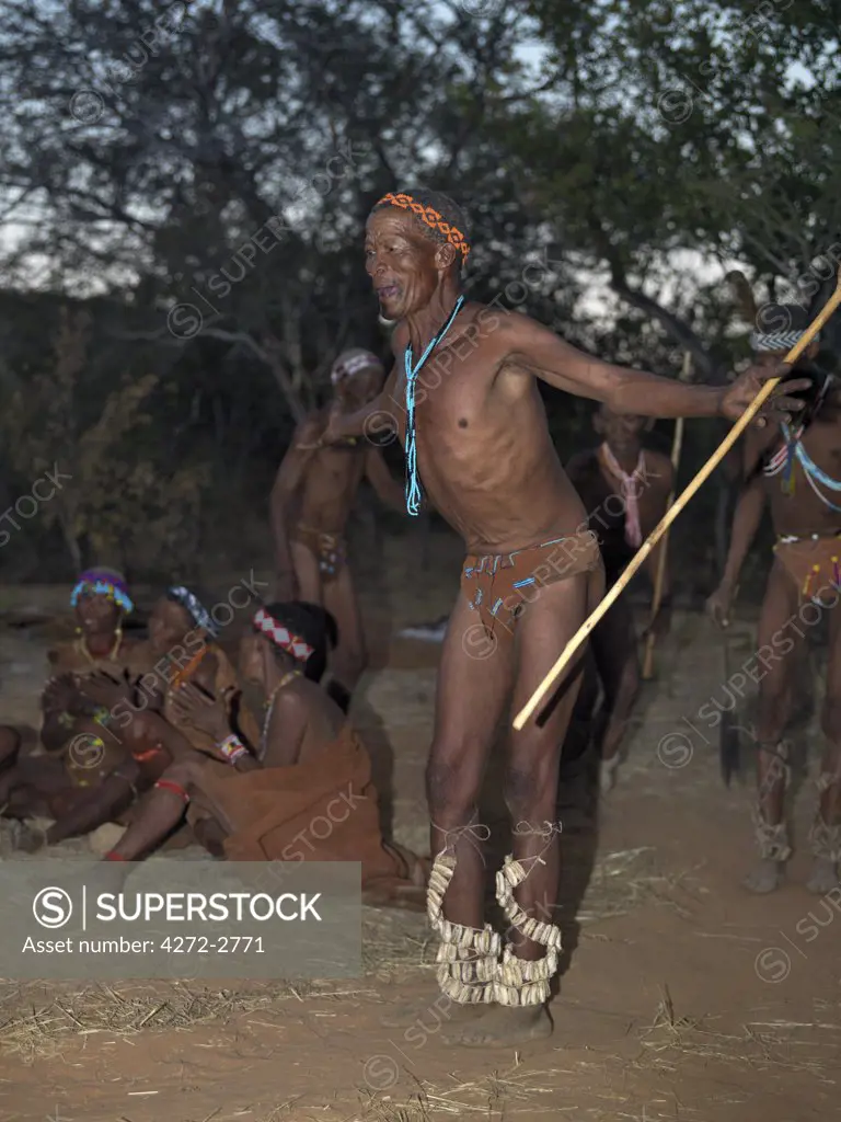 A Bushman, or San, mimics an ostrich as he sings and dances round a campfire. The rest if the band keeps rhythm to the noise of the rattles wound round the dancer's legs. These N!!S hunter gatherers live in the Xai Xai Hills close to the Namibian border. Their traditional way of life is fast disappearing.