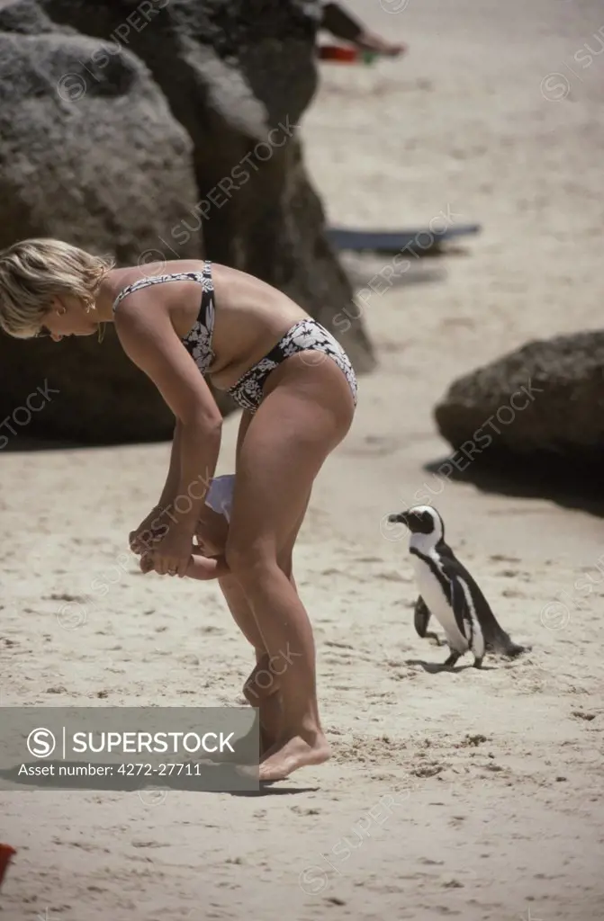 Mother with baby & Jackass penguin (Spheniscus demersus) at Boulder Bay
