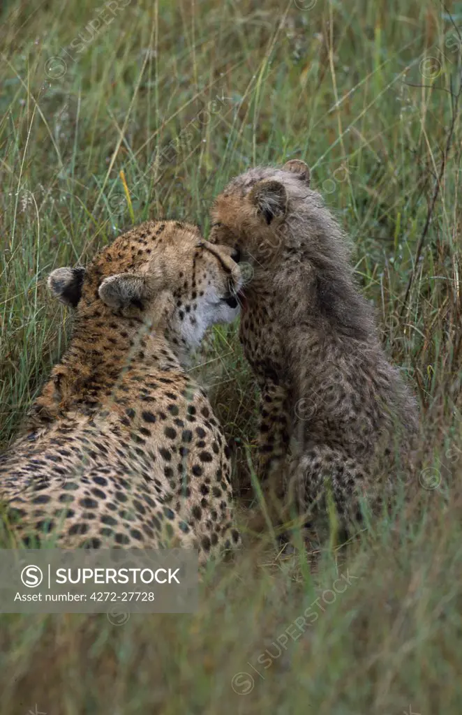 Cheetah & 2 cubs (Acinonyx jubatus)