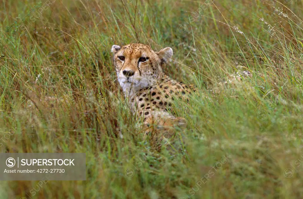 Cheetah & 2 cubs (Acinonyx jubatus)