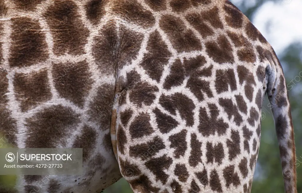 Giraffe skin (Giraffa camelopardalis)