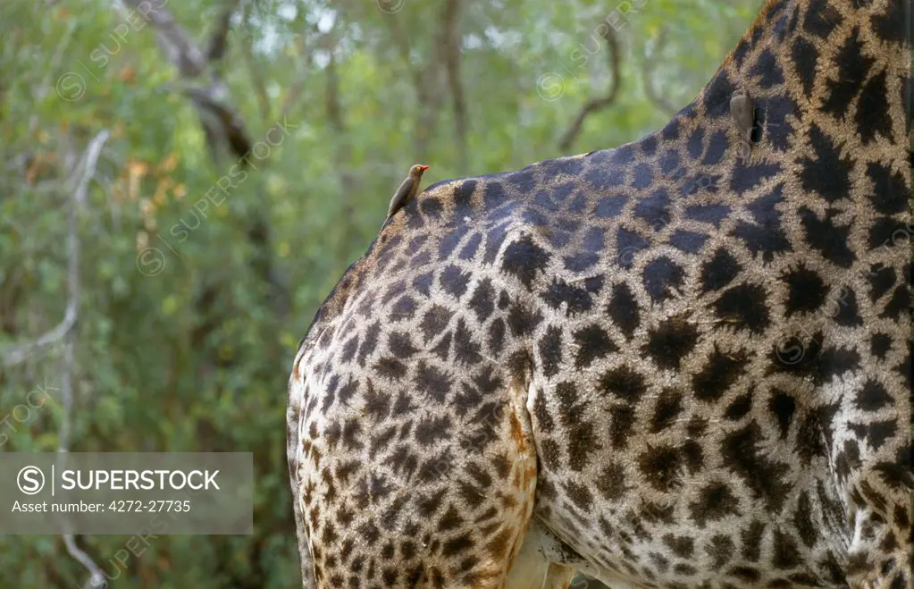 Ox-peckers on a Giraffe skin (Giraffa camelopardalis)