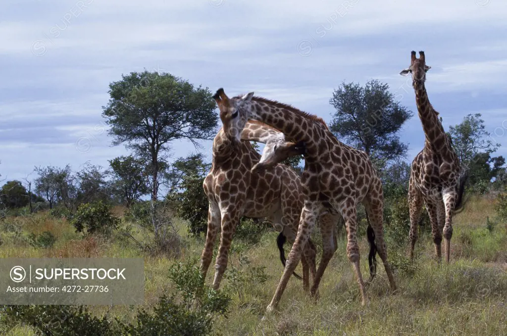 Giraffes practising head butting