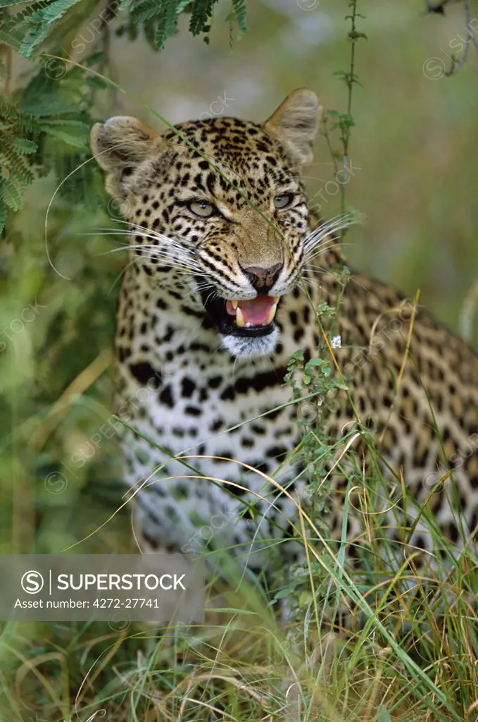 Female Leopard (Panthera pardus)