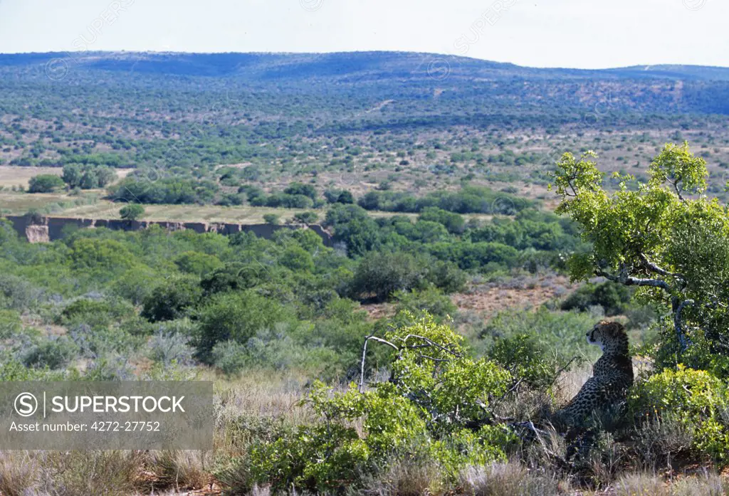 A cheetah looks out across the veldt from a shady viewpoint at Kwandwe