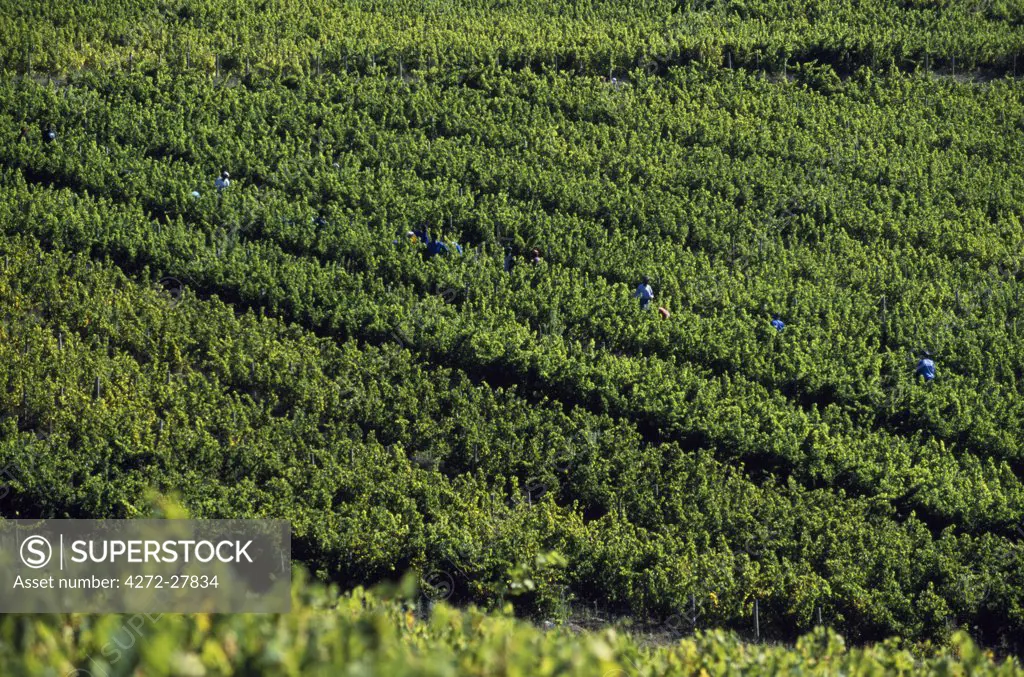 Grape pickers work amongst the rows of vines at Bouchard Finlayson vineyard